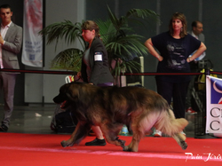 CACIB MÂCON 2018 - DIMANCHE