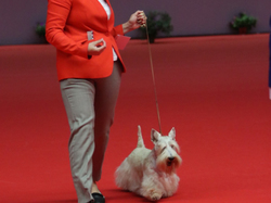 CACIB MÂCON 2018 - DIMANCHE