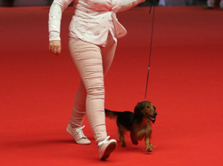 CACIB MÂCON 2018 - DIMANCHE