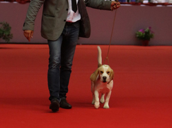 CACIB MÂCON 2018 - DIMANCHE