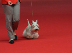 CACIB MÂCON 2018 - DIMANCHE