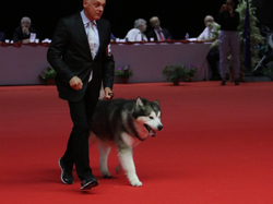 CACIB MÂCON 2018 - DIMANCHE