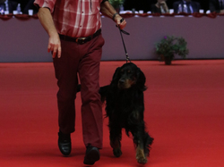 CACIB MÂCON 2018 - DIMANCHE