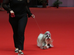 CACIB MÂCON 2018 - DIMANCHE