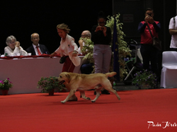 CACIB MÂCON 2018 - DIMANCHE