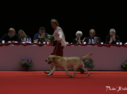 CACIB MÂCON 2018 - DIMANCHE