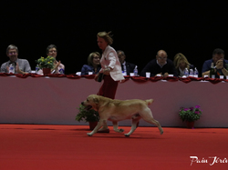 CACIB MÂCON 2018 - DIMANCHE