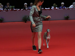 CACIB MÂCON 2018 - DIMANCHE