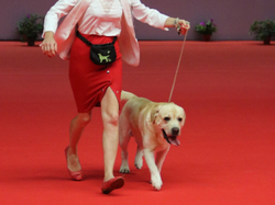 CACIB MÂCON 2018 - DIMANCHE