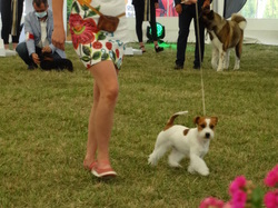 CACS DIJON 2020 (Château de Brognon)