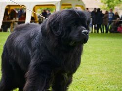 CACS SAINT-AMBREUIL 2017