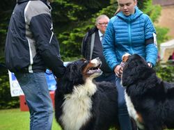 CACS SAINT-AMBREUIL 2017