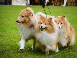 CACS SAINT-AMBREUIL 2017