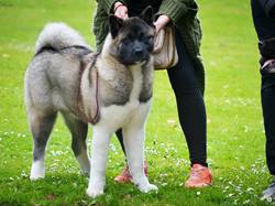 CACS SAINT-AMBREUIL 2017