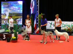 Exposition Canine Internationale - MÂCON 2015