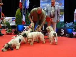 Exposition Canine Internationale - MÂCON 2015