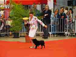 Exposition Canine Internationale NEVERS 2013