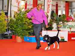 Exposition Canine Internationale NEVERS 2013