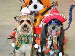 Exposition Canine Internationale NEVERS 2013