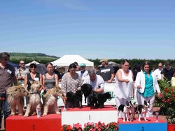Exposition Canine Nationale SEMUR-EN-AUXOIS 2013